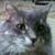 Dawn Ashley's profile image