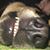 Kirsten Toedter's profile image