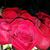 Tracey Hideko's profile image