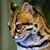 Roland Baulcomb's profile image