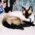Joanne Brady's profile image
