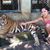 Shruthi Whalen's profile image