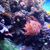 Sue Audet's profile image
