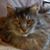 Cathleen DeOrnelas's profile image