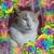 Laura K. Flake's profile image