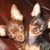 Debbie Morrato's profile image