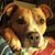 Josie Hernandez's profile image