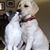 Denise Baldridge-Cassaro's profile image