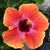 Heather Allison's profile image