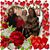 Maureen Connolly Harris's profile image