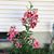 Dorothy L Hull Rodriguez's profile image