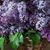 Beth Wirtz Moll's profile image