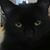 Lynette McClain's profile image