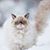 Paula Horsky's profile image