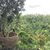 Christene Barrientos's profile image