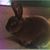 Patricia Wallace's profile image