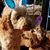 Tammy Williams's profile image