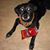 Shannon Sauro's profile image