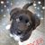 Carrie Sellers Brown's profile image
