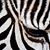 Daniel Jacques's profile image