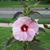 Tonya Rodgers-Beute's profile image