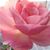 Julie Hershman Galvin's profile image