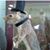 Anthony Howard's profile image