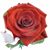 Lesley Muncey's profile image