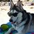 Nina Terris Ericksen's profile image