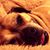 Brooke Soper's profile image