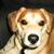 Alice L. Wolfe's profile image