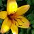 Carrie Ann Dougherty's profile image