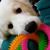 Sherry D'Antonio's profile image