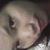 Dini Angraeni's profile image