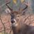 Charlotte Kratz Horsfield's profile image