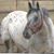 Pam Brown's profile image