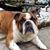 Pat Cangemi's profile image