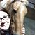 Amy Hollister Wiktor's profile image