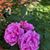 Patricia Clouse Decker's profile image