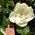 Charlene Zinke's profile image
