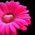 Patti Lynn's profile image