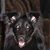 William Grace's profile image