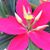 Desilu Ball's profile image