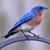 Yvette Schittone's profile image