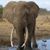 Stacy Pennick Viglianco's profile image
