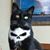 Matthew Fenstermaker's profile image
