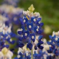 Tammie Job's profile image