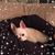 Sandi Michelle's profile image