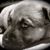 Sam Snay's profile image