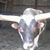 Duane Soderstrom's profile image